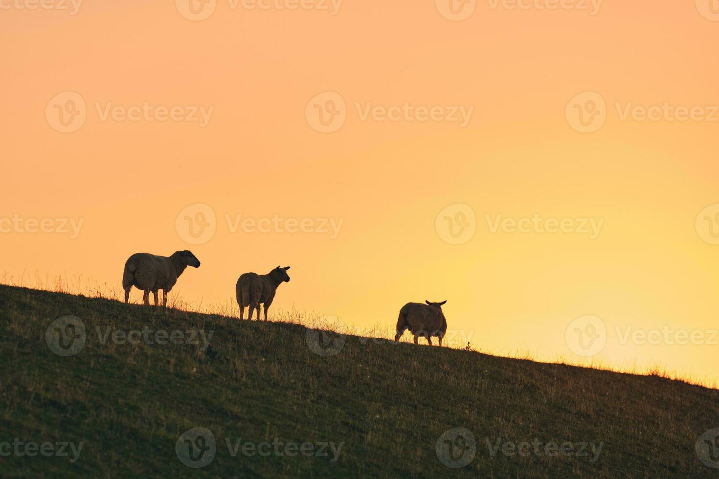 Sheep standing on dyke in sunset photo