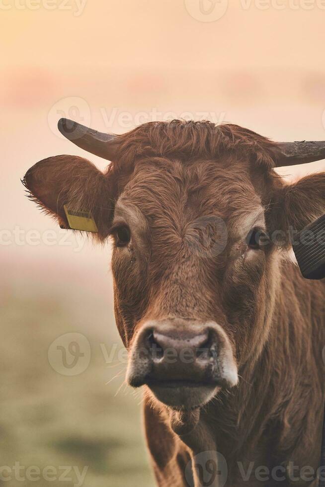 Brown Angus cow face detail photo