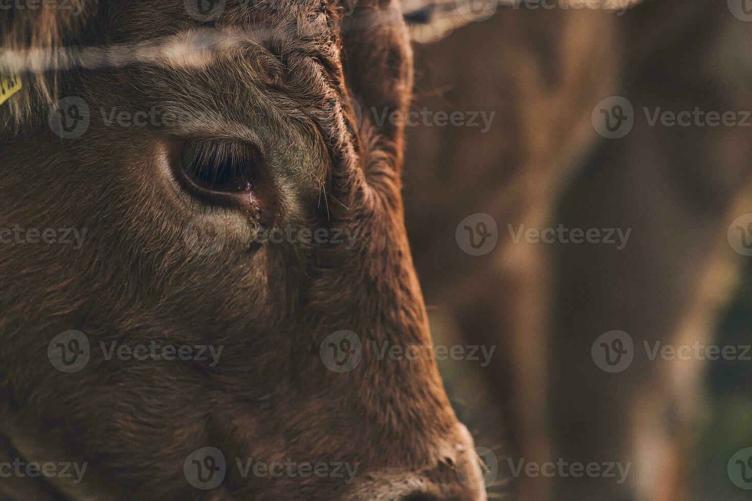 Brown Angus cow detail on eye photo