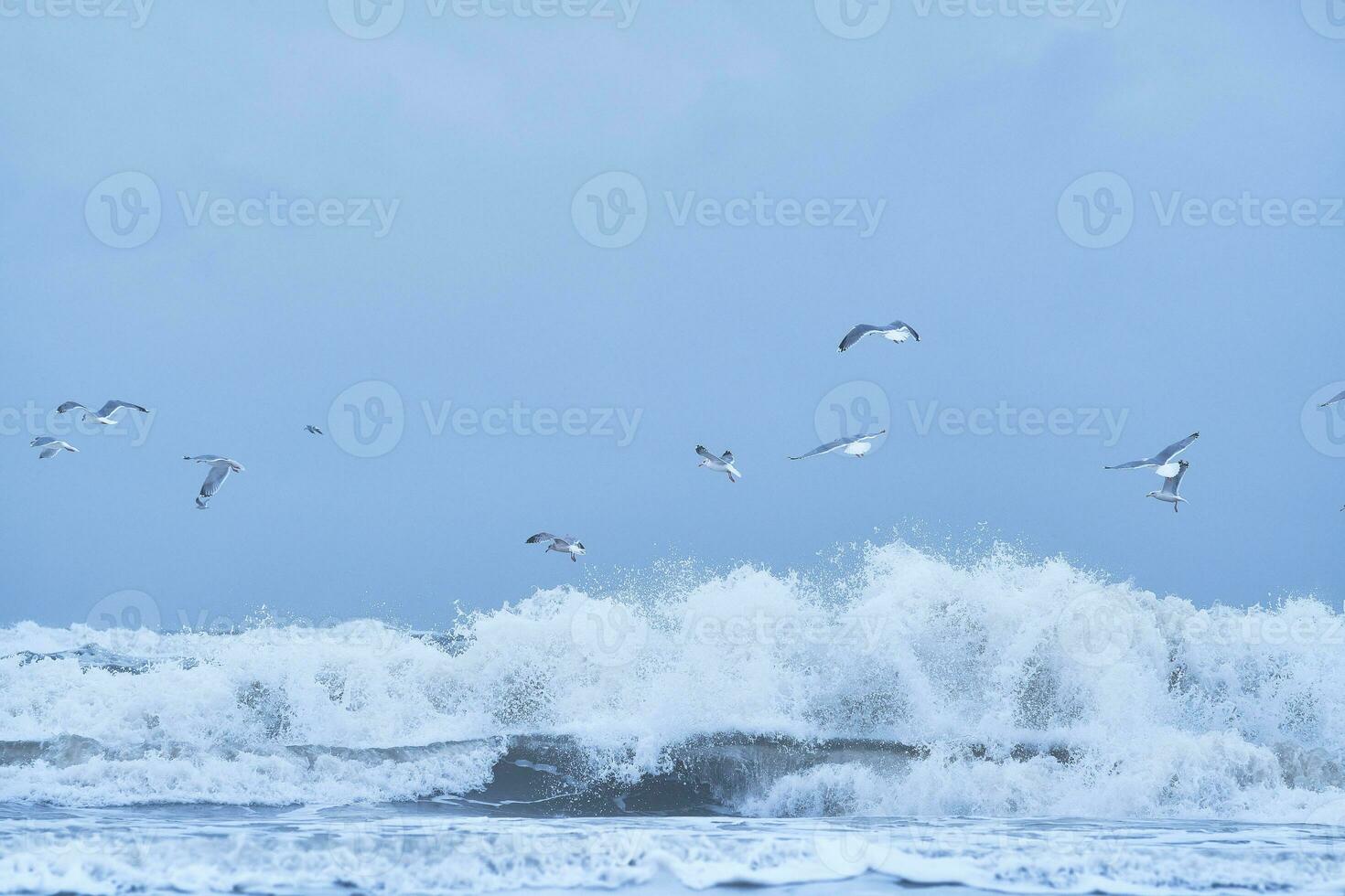 Seagulls flying over huge wave at the northern sea photo