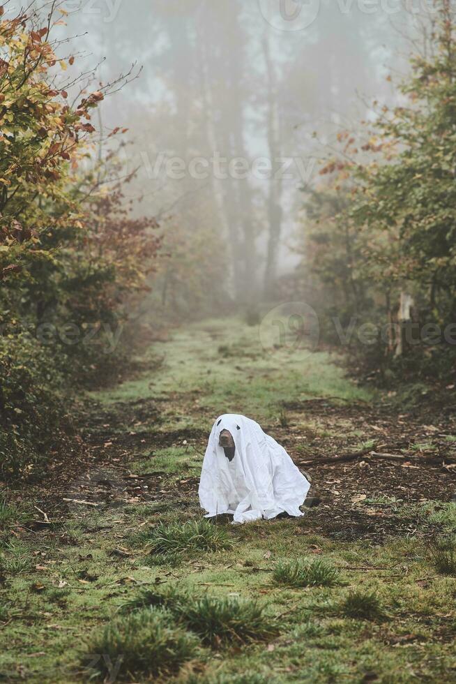 dog is disguised as tiny ghost photo