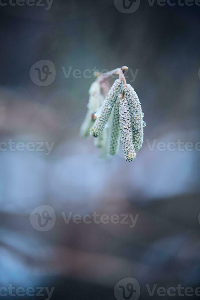 Young hazel pollen isolated photo