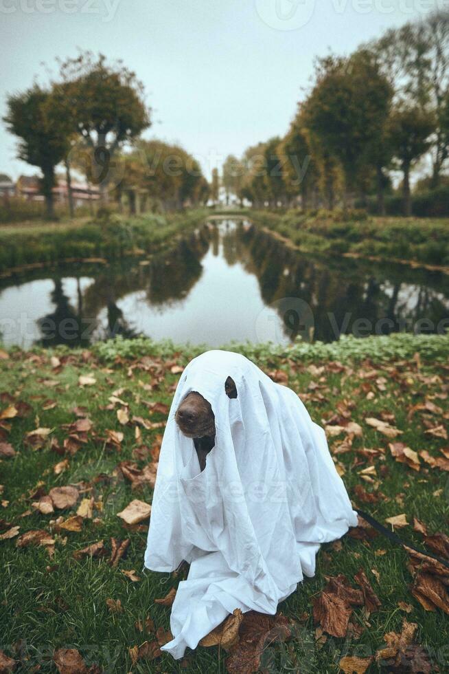 cute dog dressed up for halloween photo