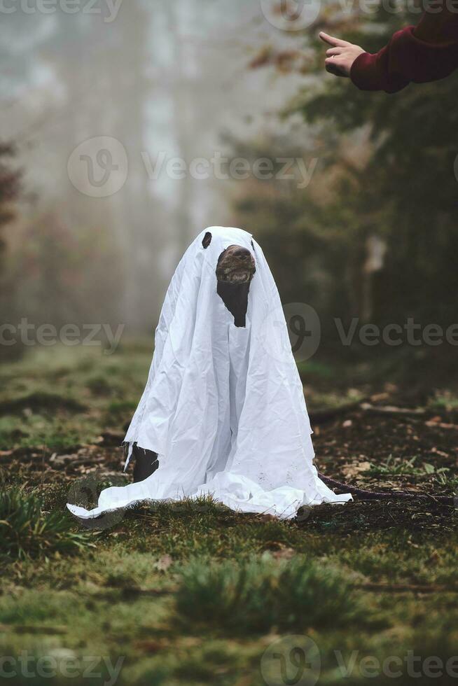 Dog is dressed up as a ghost for halloween photo