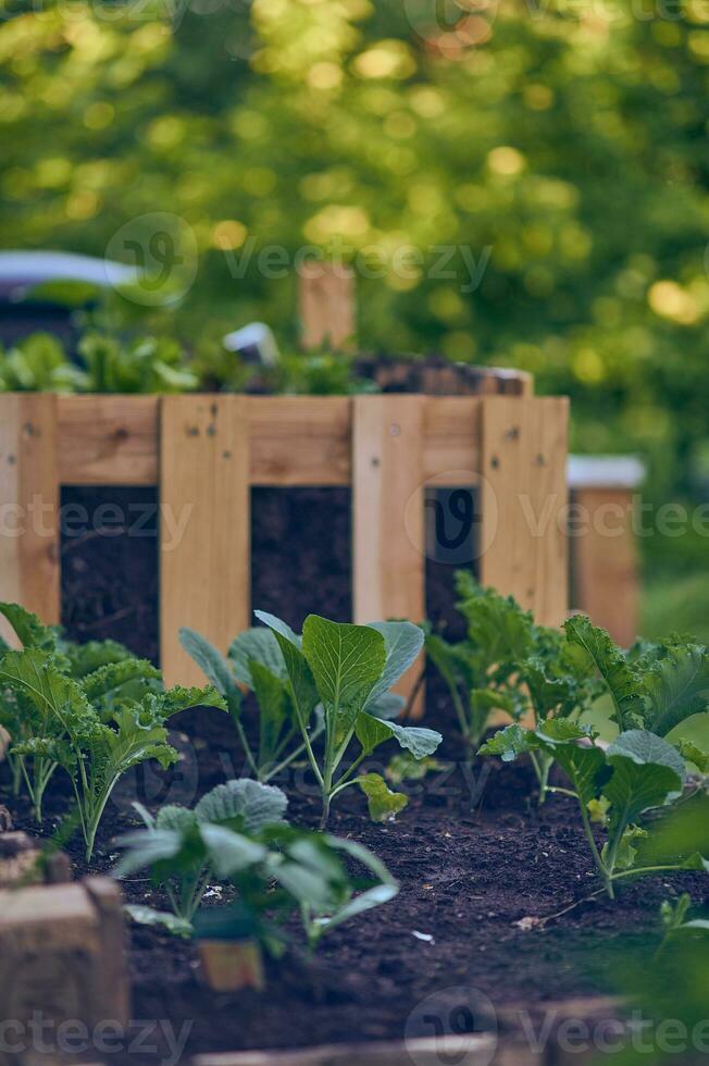 Cabbages and Kale growing in Raised Bed 35325238 Stock Photo at Vecteezy