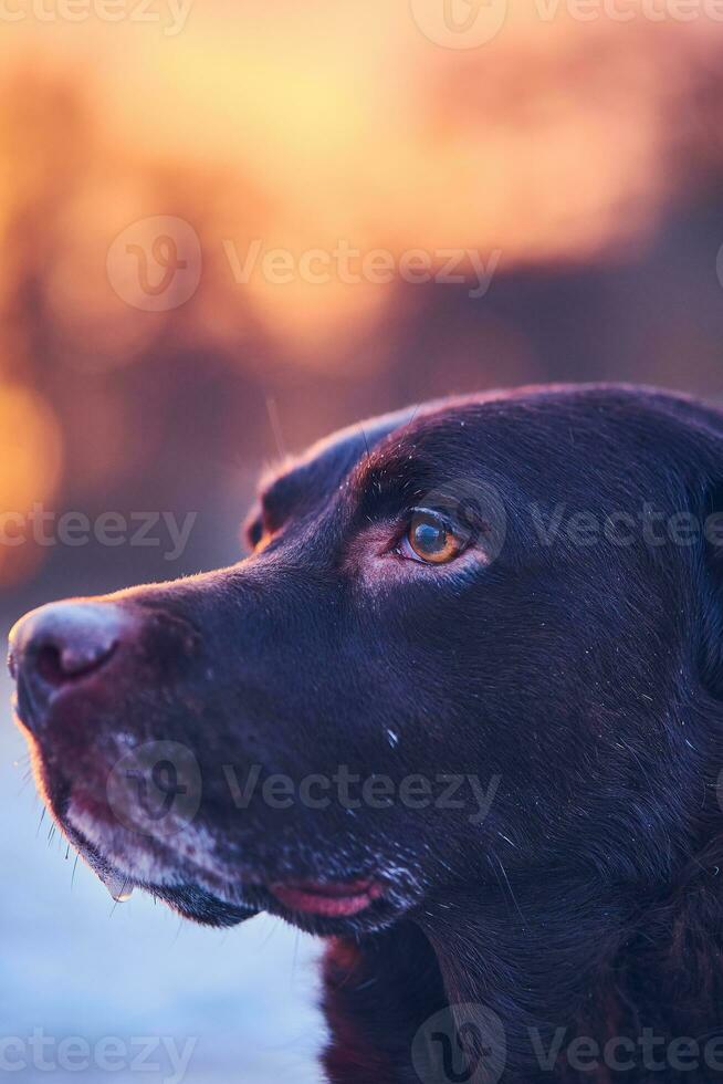 Labrador face in evening light photo