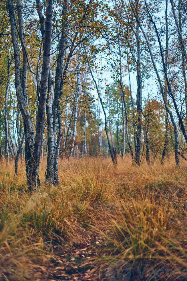Boggy birch forest in fall photo