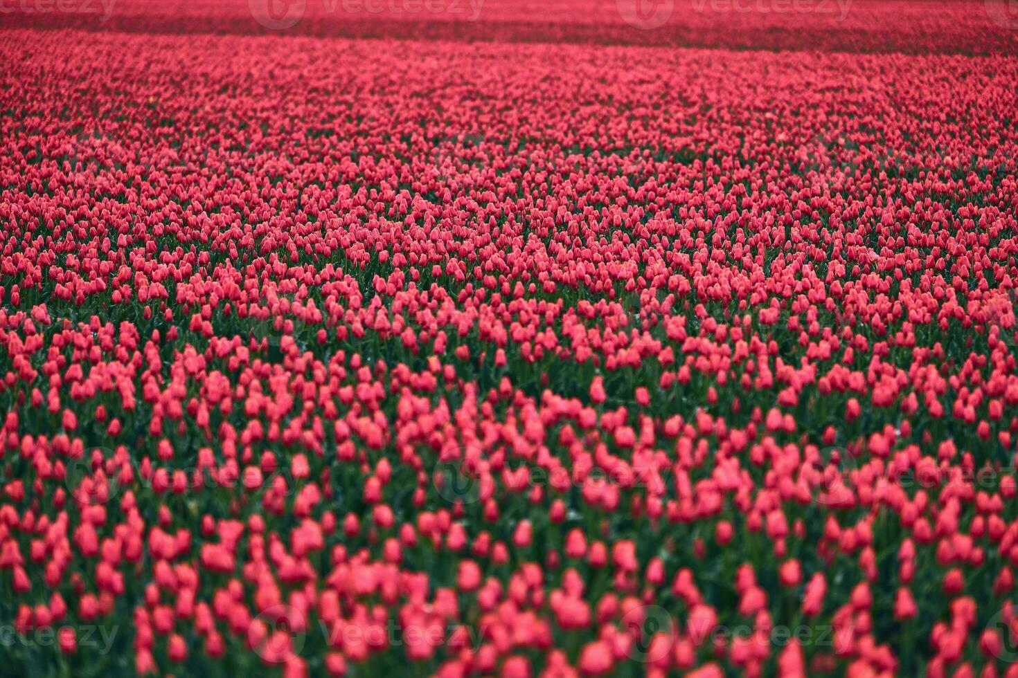 Large field of red tulips photo