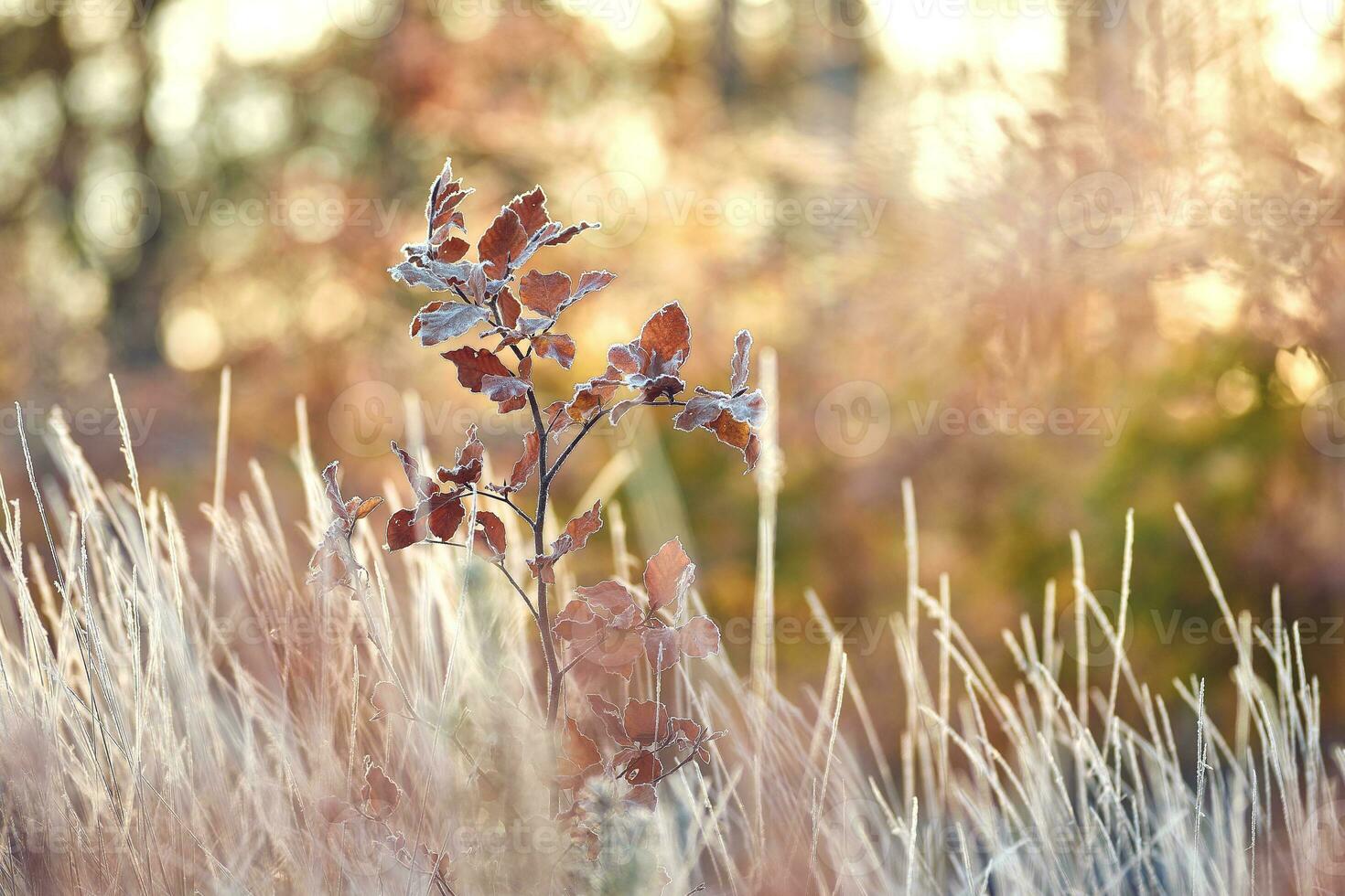 Young tree covered in frost on sunny morning photo