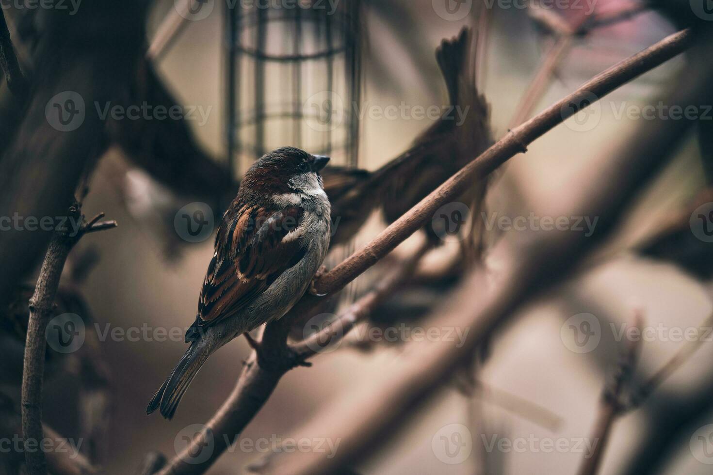 tree sparrows sitting on twig in winter photo