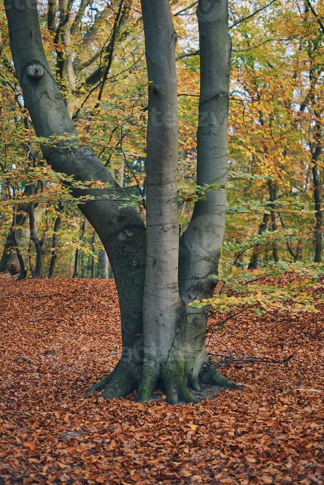 soltero árbol en bosque durante otoño foto