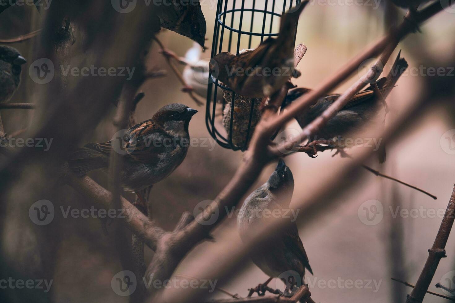 Birds at feeder in winter photo