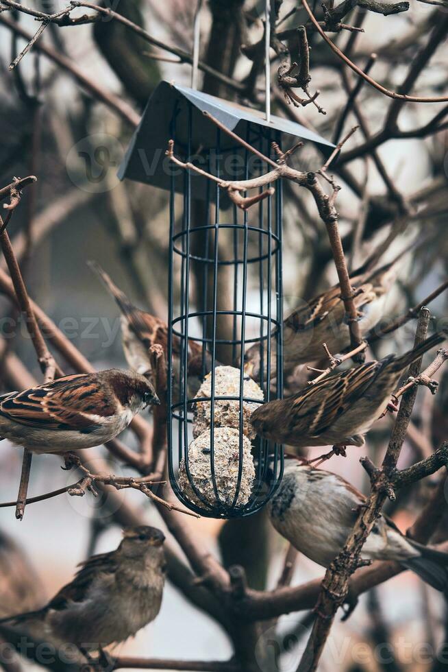 tree sparrows at bird feeder in winter photo