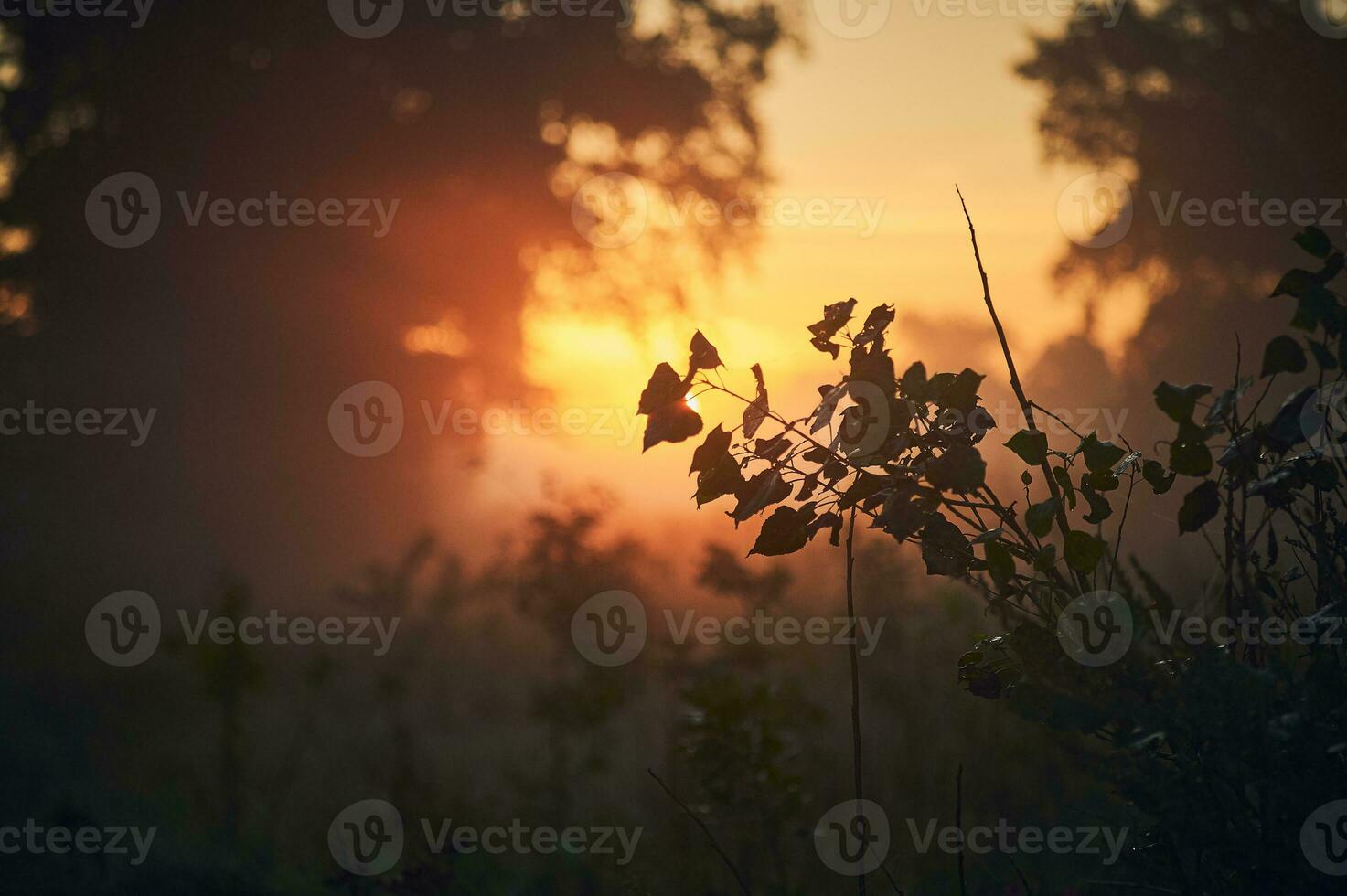 leaves in misty morning in late summer photo