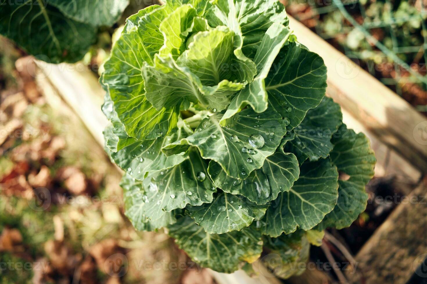 Leftover Brussels Sprouts plant in the garden in winter photo