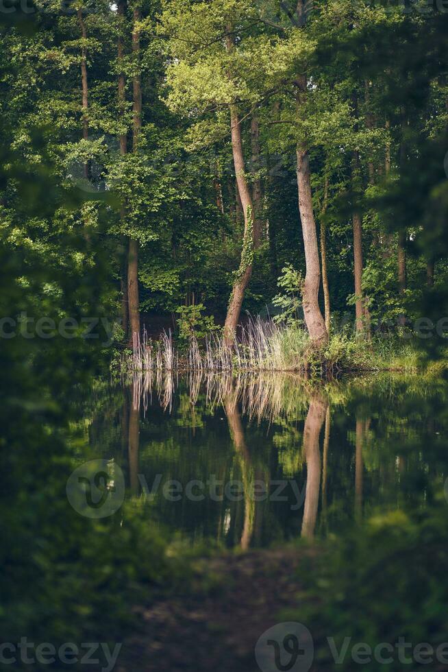 Trees reflecting in lake photo