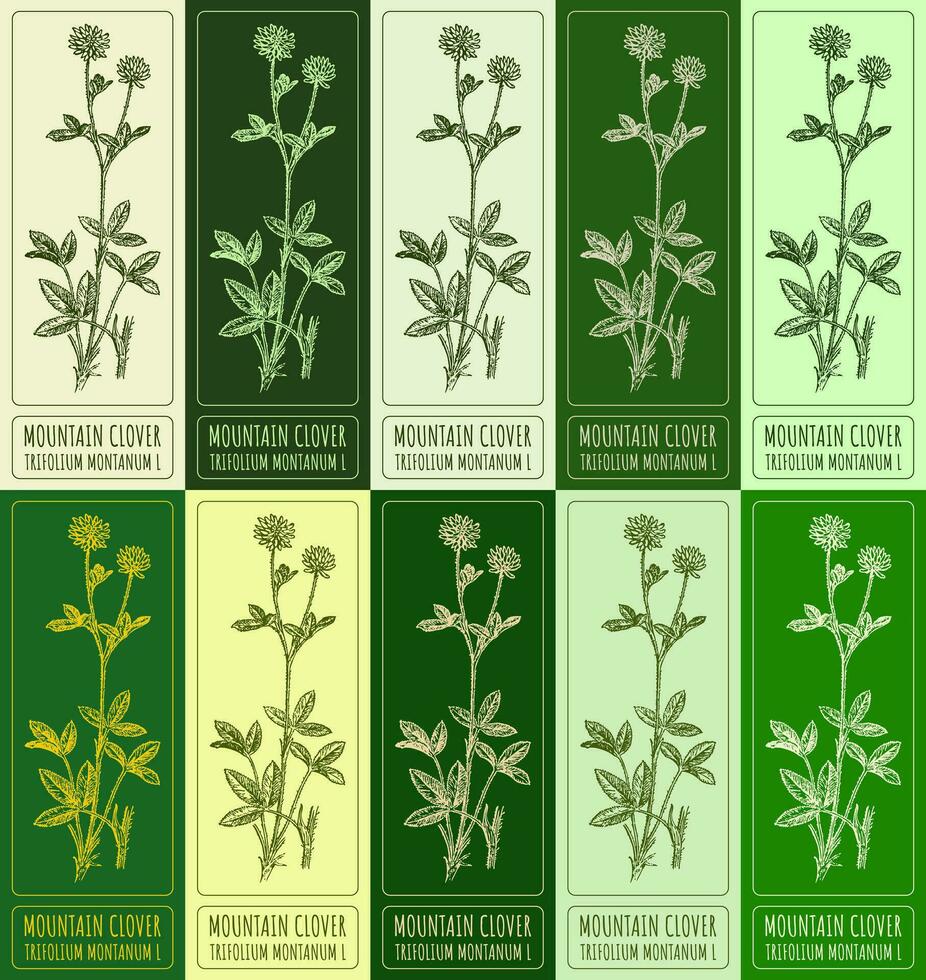 Set vector drawing of MOUNTAIN CLOVERI in various colors. Hand drawn illustration. Latin name TRIFOLIUM MONTANUM L.