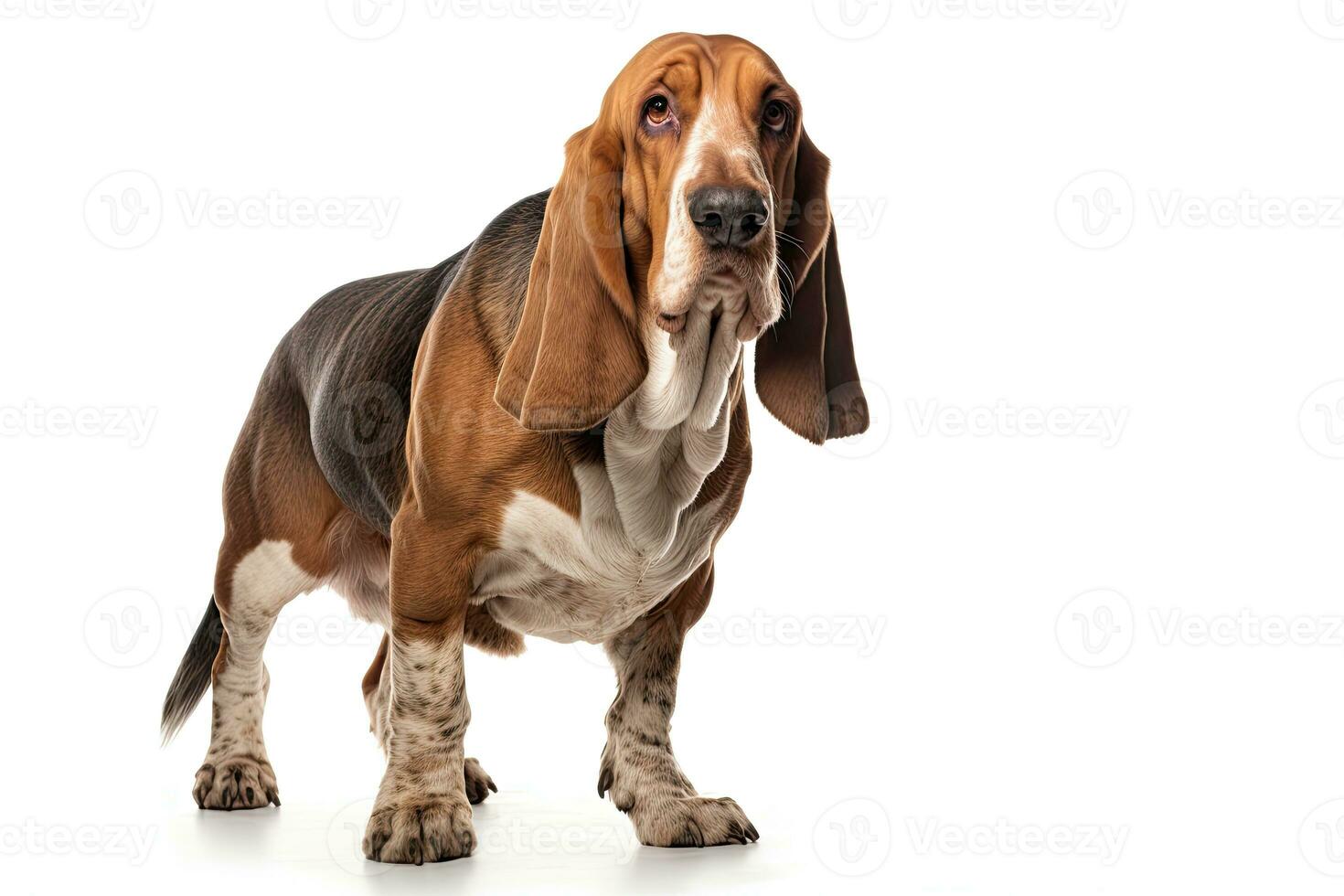 AI generated Realistic basset hound clipart photo