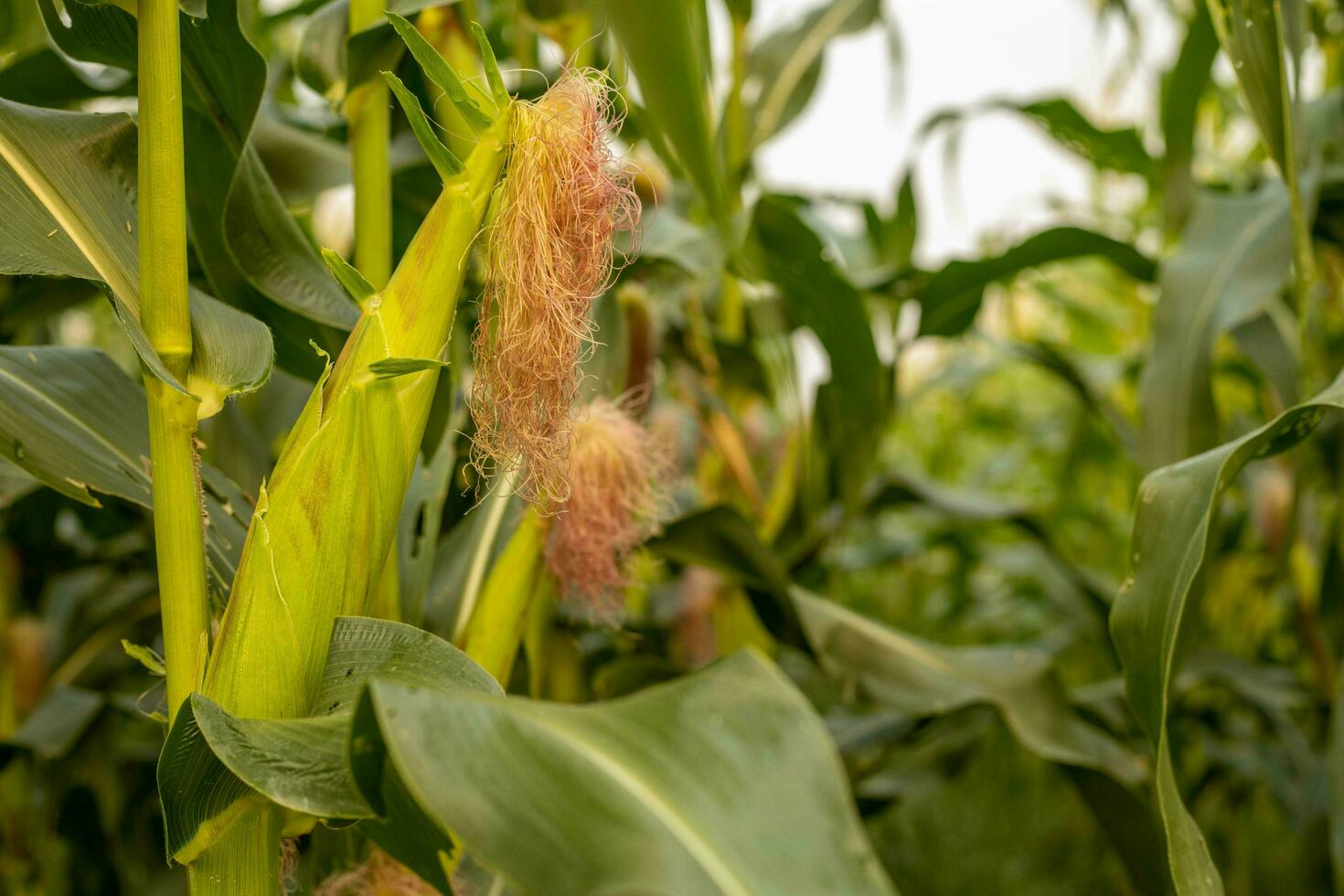 The green corn stalks are popping ears. photo