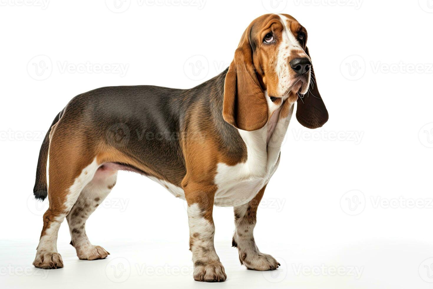 AI generated Realistic basset hound clipart photo