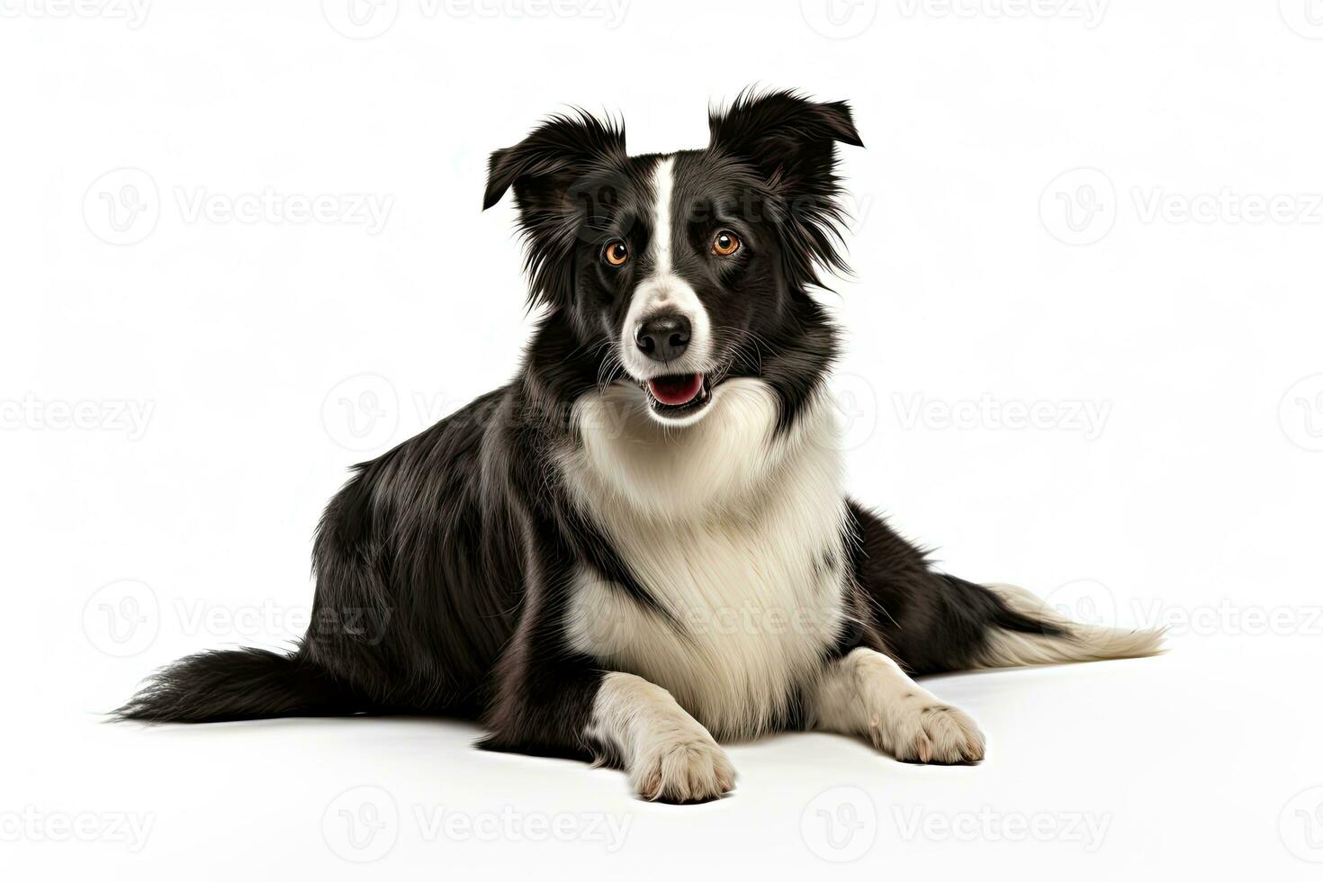 ai generado realista frontera collie clipart foto