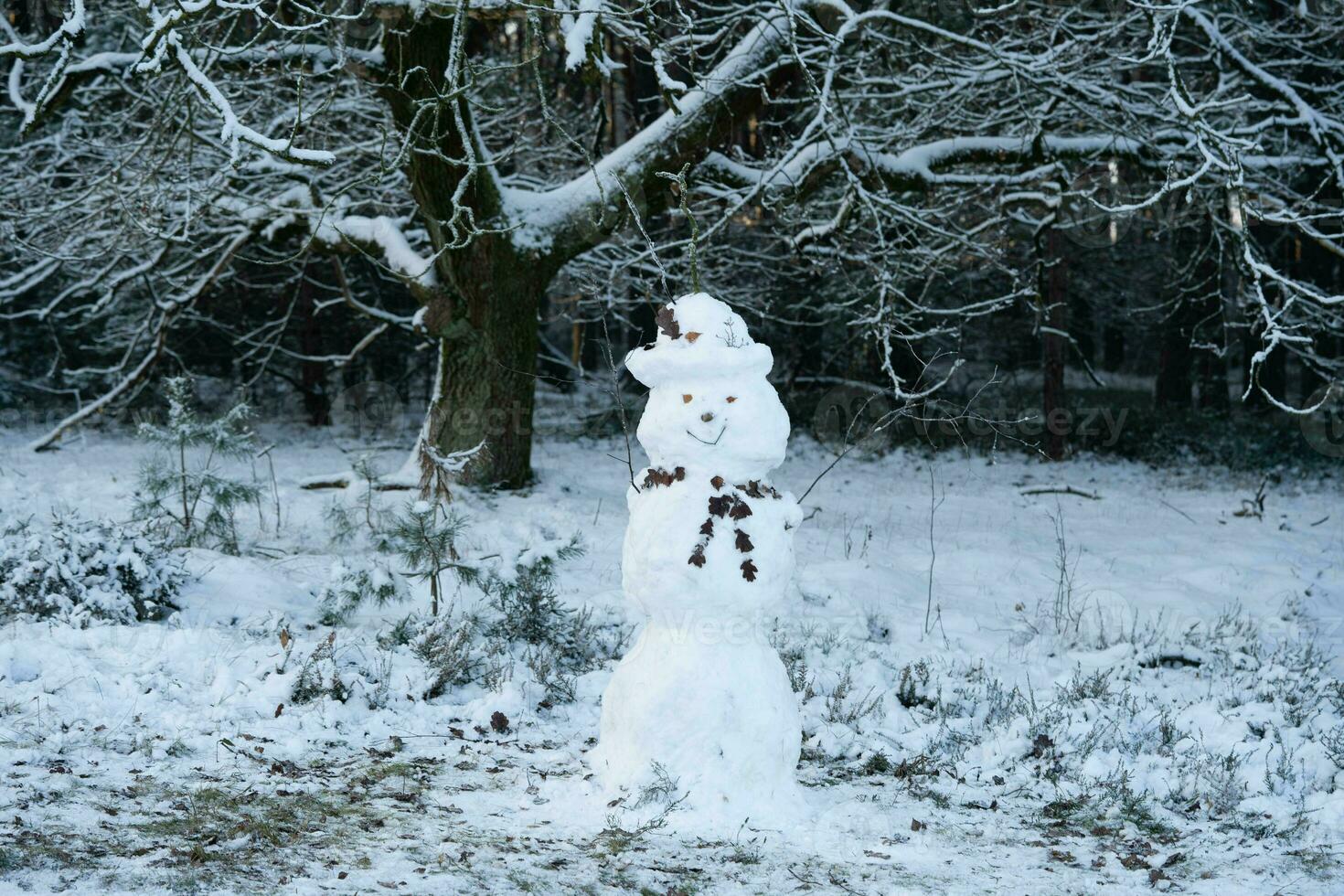 After the snow has fallen on a mountain bike through the Fischbeker Heide nature reserve near Hamburg photo