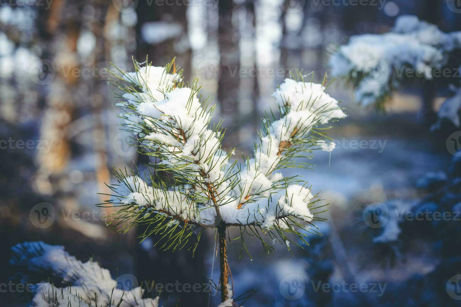 After the snow has fallen on a mountain bike through the Fischbeker Heide nature reserve near Hamburg photo