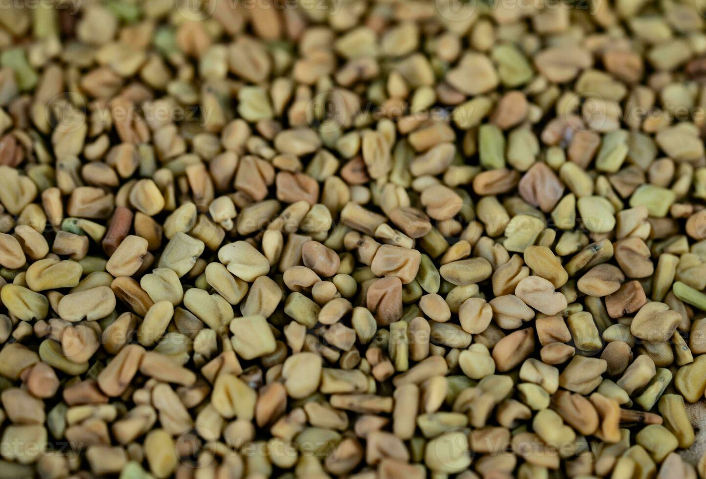 Fenugreek seeds whole or ground on olive wood photo