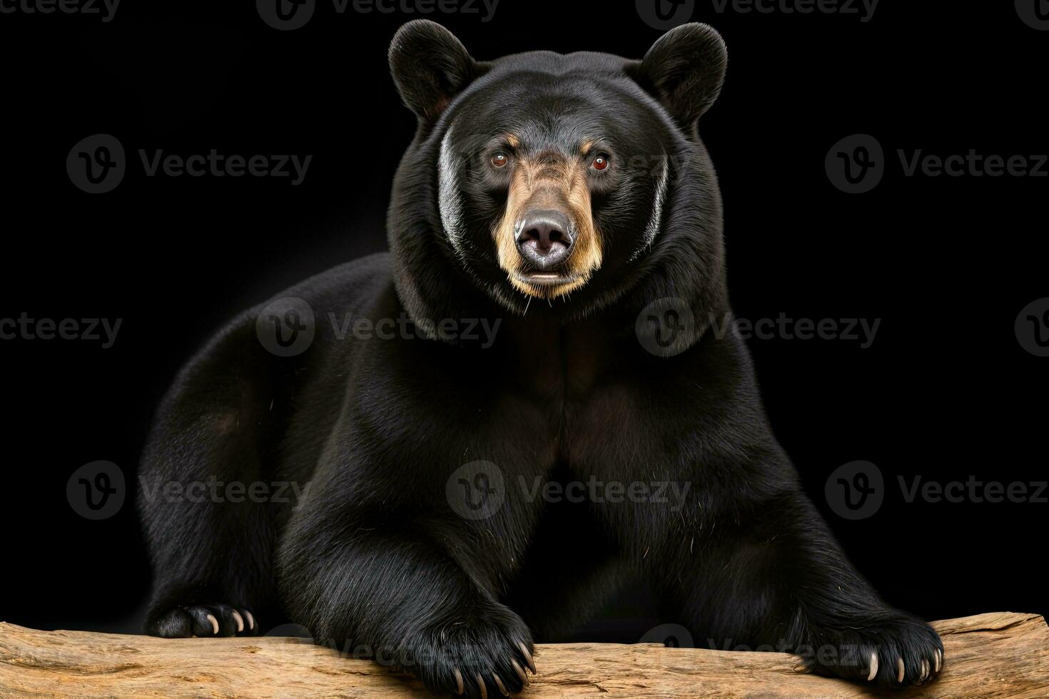 AI generated Realistic black bear clipart photo