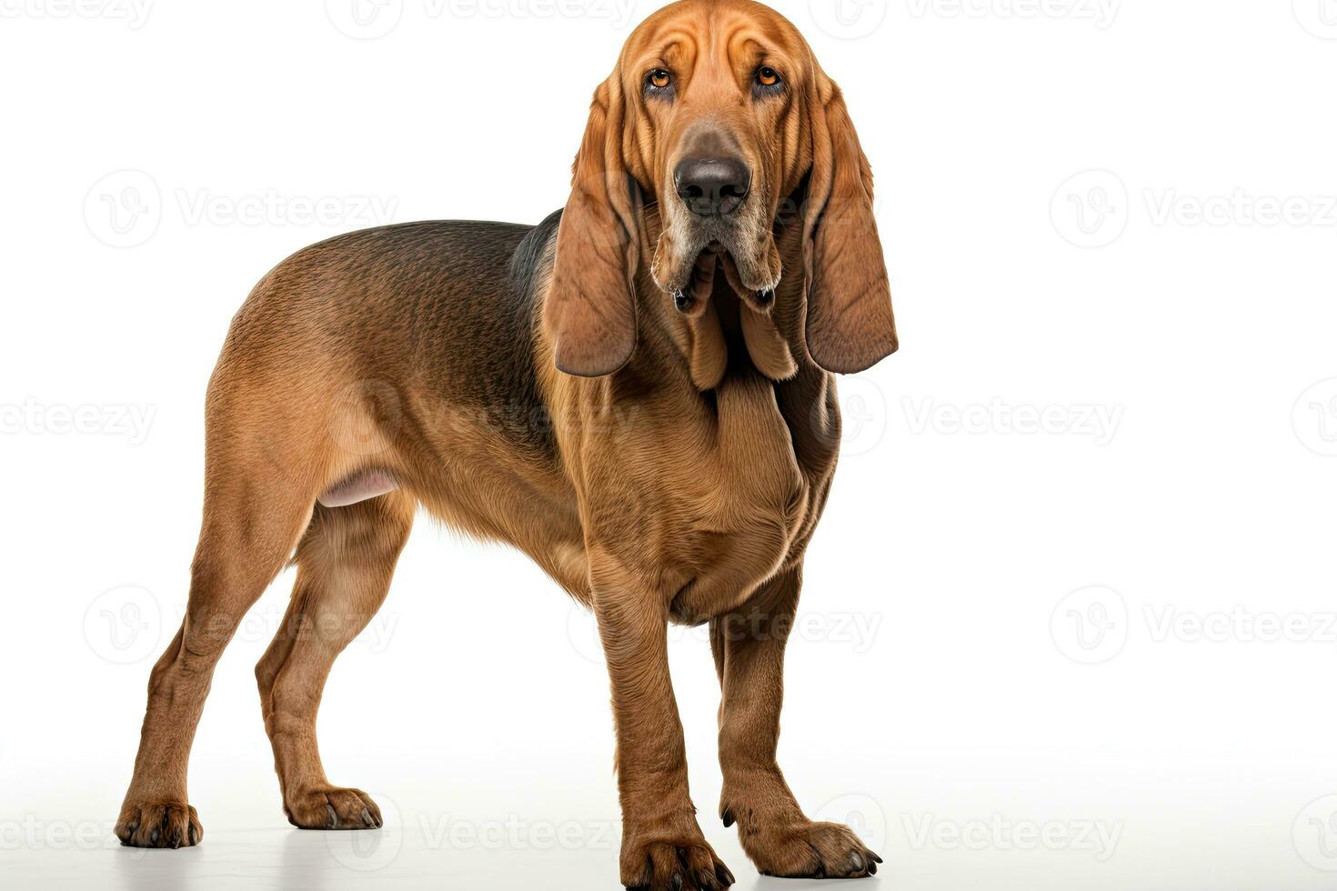 AI generated Realistic bloodhound clipart photo