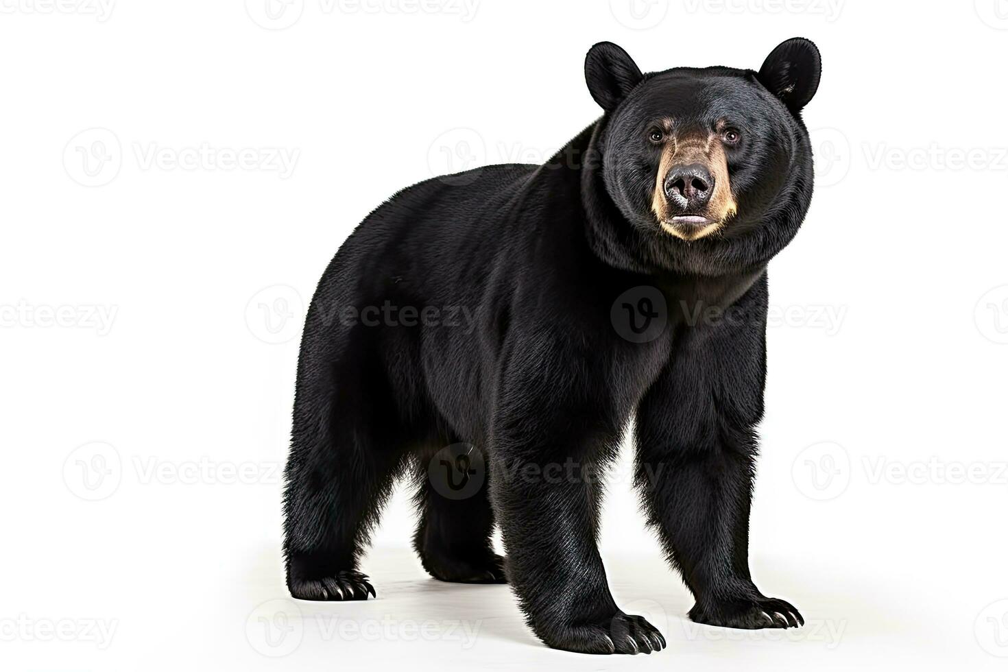 AI generated Realistic black bear clipart photo