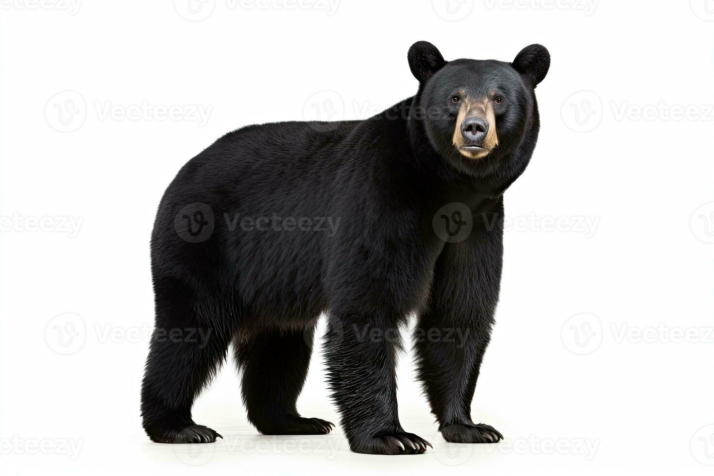 AI generated Realistic black bear clipart photo