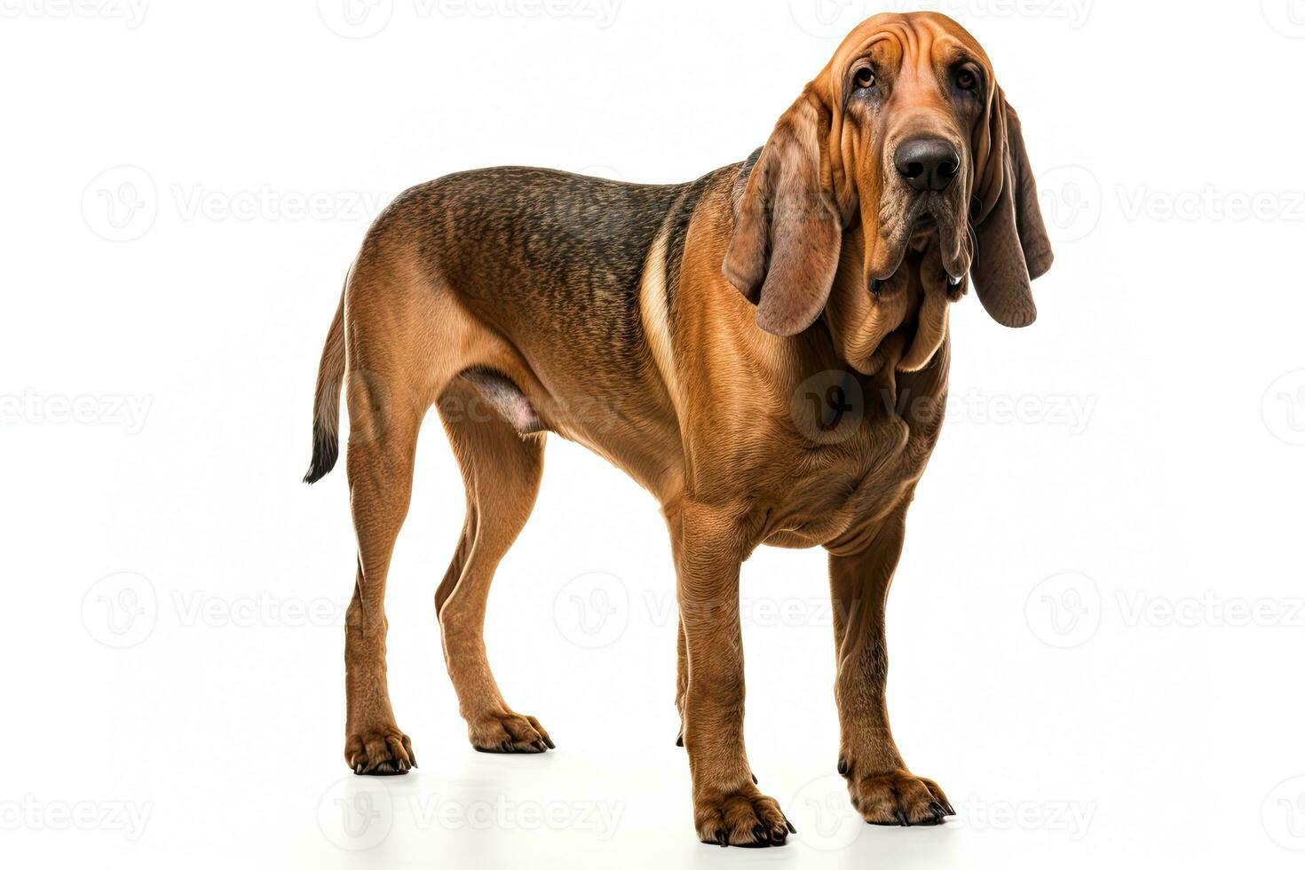 AI generated Realistic bloodhound clipart photo