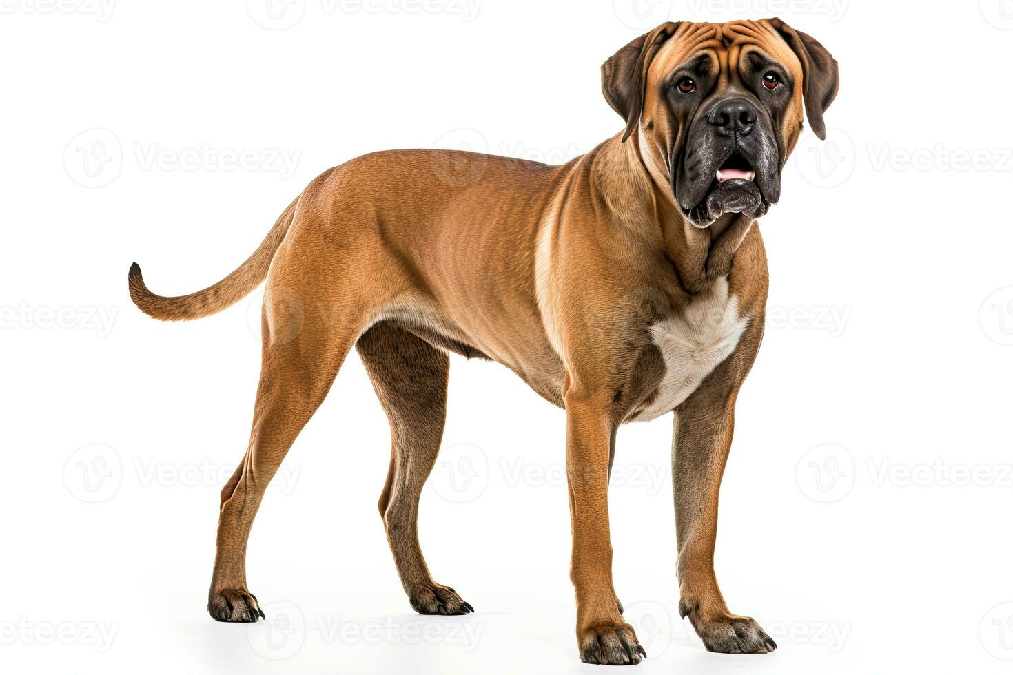 ai generado realista boerbol perro clipart foto