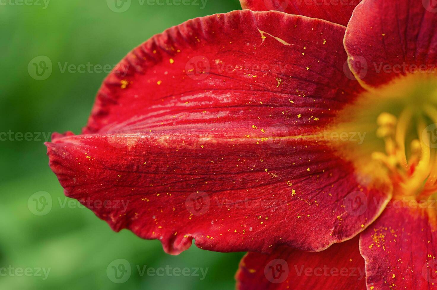 Macro photo of red and yellow lily petals. Flower on green blurred natural background.