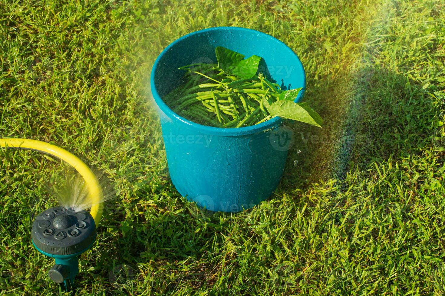 Asparagus green beans in a blue bucket stand on the grass. Bean harvest. photo