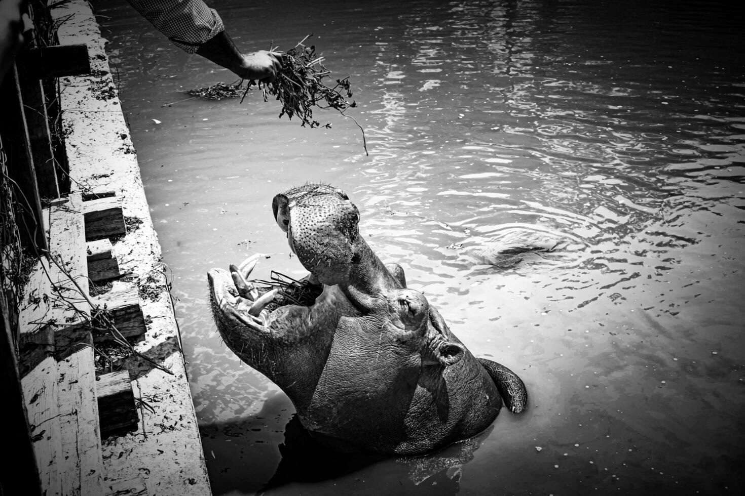 negro y blanco foto de un hipopótamo en el lago