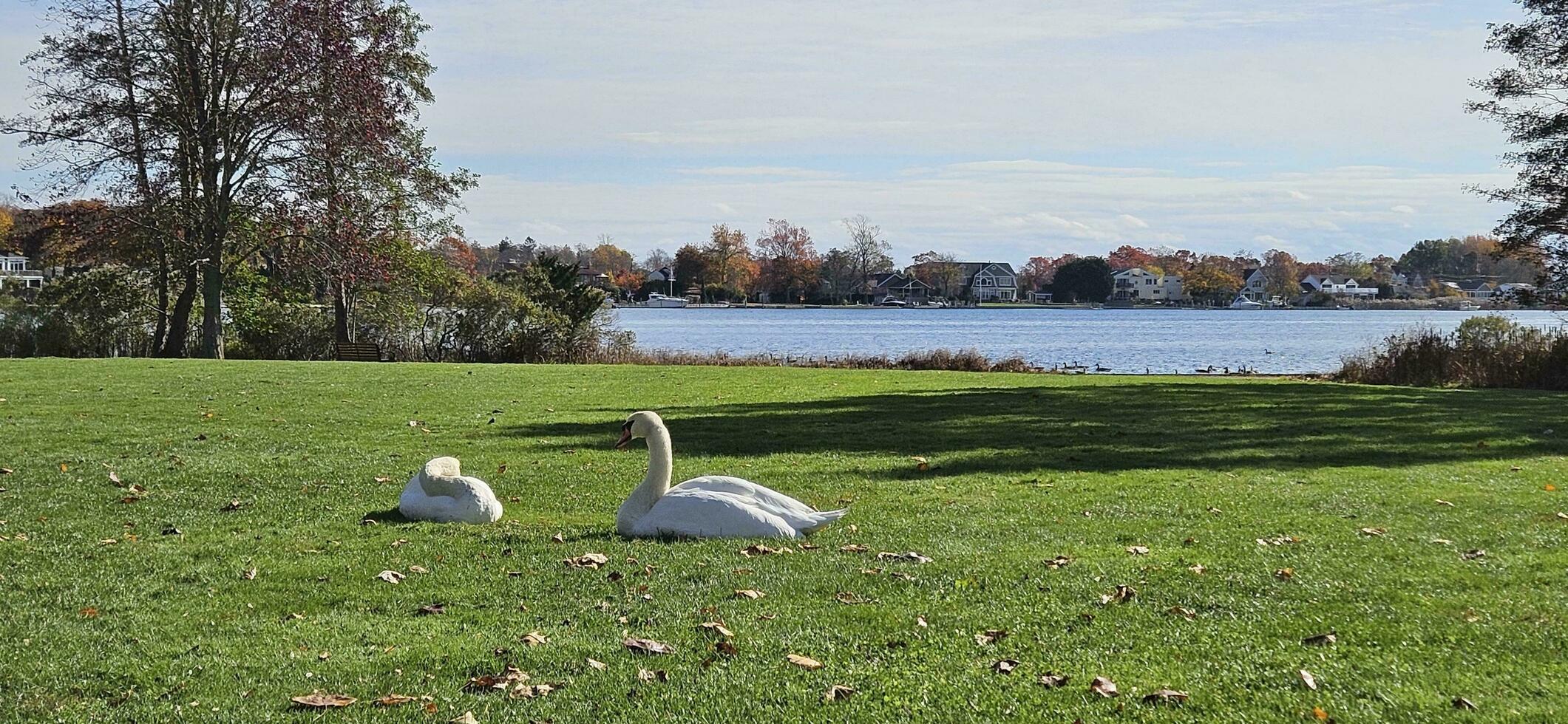 The Swans on the Lawn photo