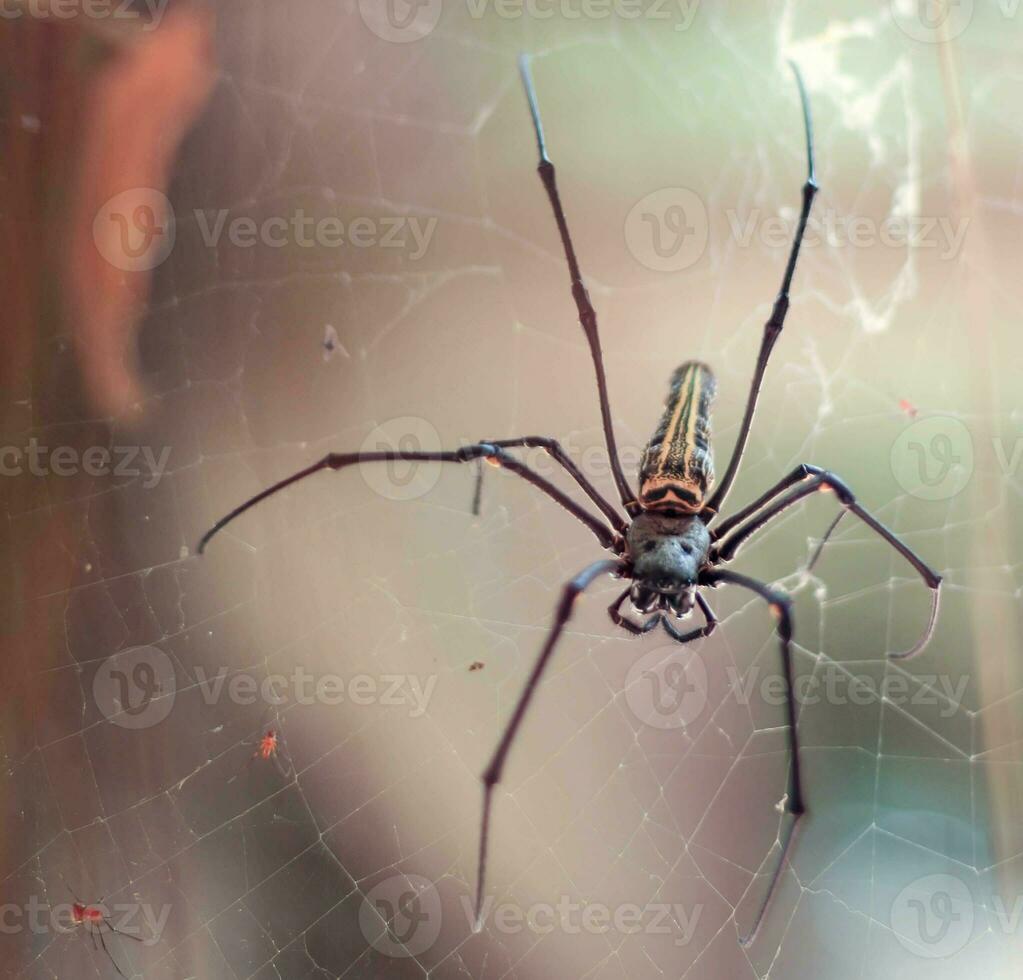 Spiders and their webs wait for food to come photo