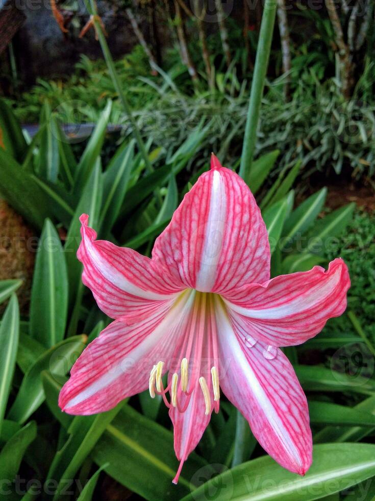 Pink lily flower closeup. It's name is oriental hybrids, the scientific name is lilium longiflorum. photo