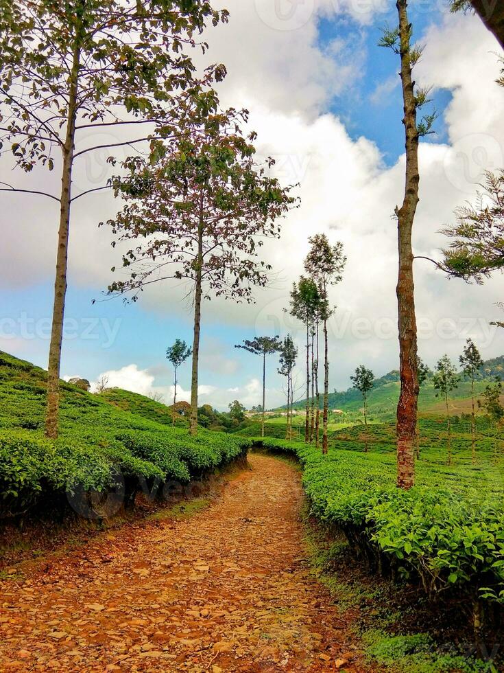 Beautiful view of the rocky road with tea plantation from the sides photo