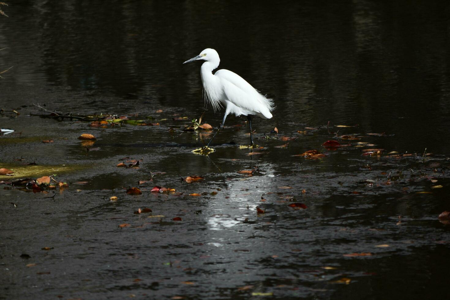 a heron standing in the water near some tall grass photo