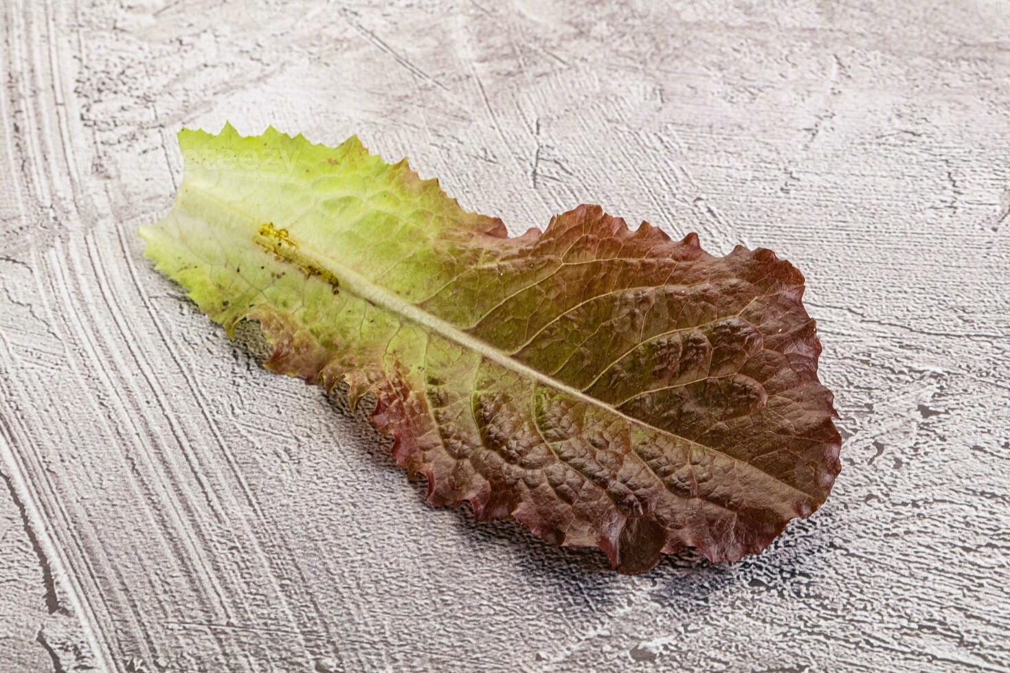 Green lettuce salad leaf isolated photo