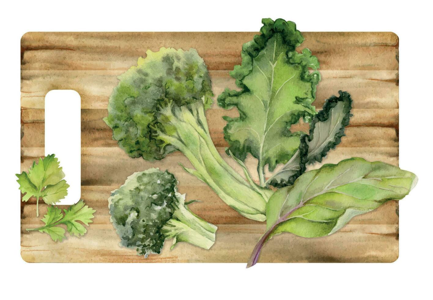 mano dibujado acuarela brócoli verdura, dieta y sano estilo de vida, verde ensalada vegano cocinando. ilustración composición aislado en blanco antecedentes. diseño para póster, imprimir, sitio web, tarjeta, menú vector