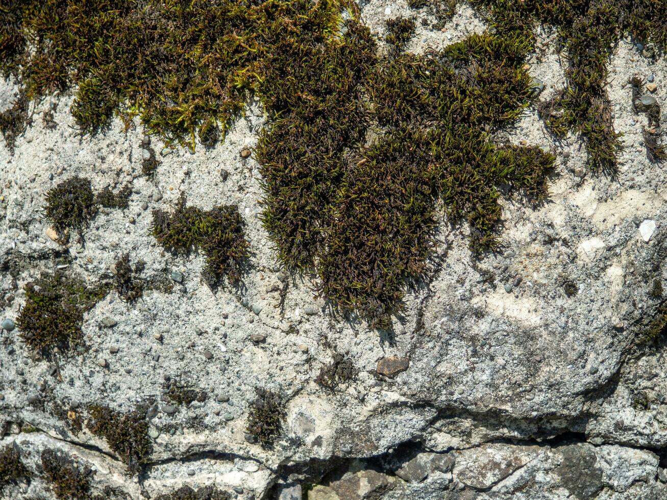 Moss on the stone. Plant on the stone. Background from solid material. photo