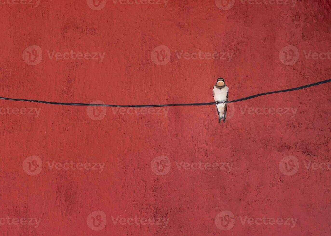 Alone swallow bird sitting on a wire at red background photo
