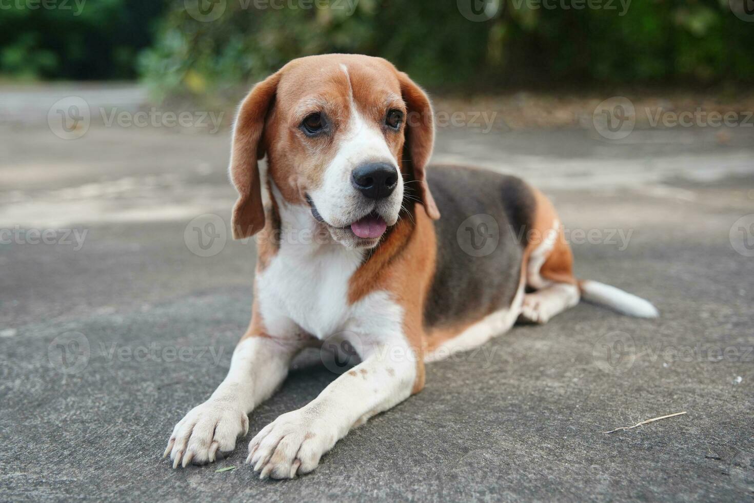 A cute beagle dog lying on concrete floor. photo