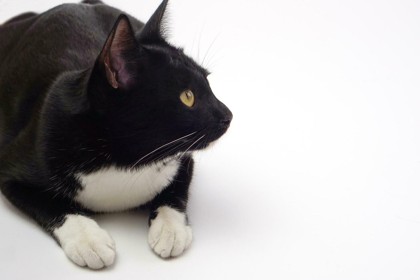 Black furry playful cat staring at something. Pet and playful concept. photo