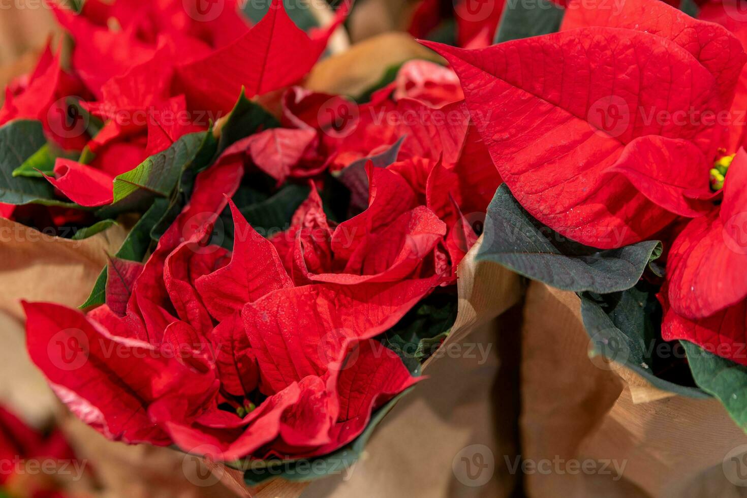 flowering poinsettia plant in december photo