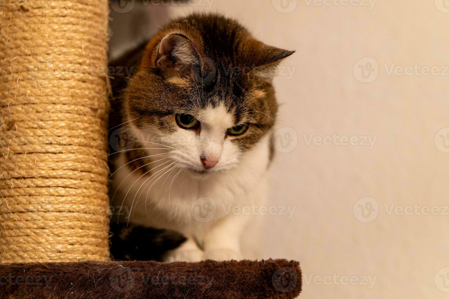 a cat sitting on a scratching post photo